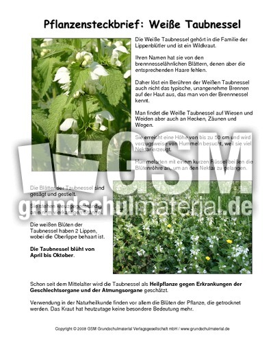 Steckbrief-Weiße-Taubnessel.pdf